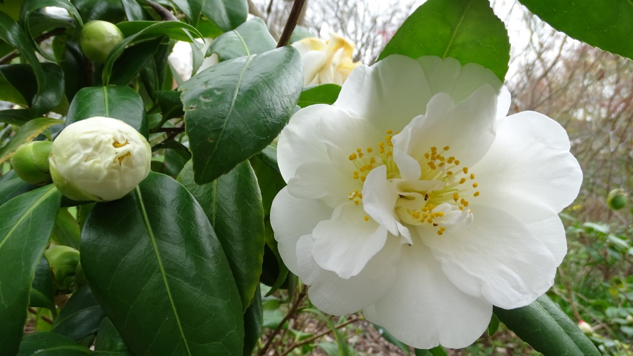 C. x japonica 'Silver Anniversary' AGM